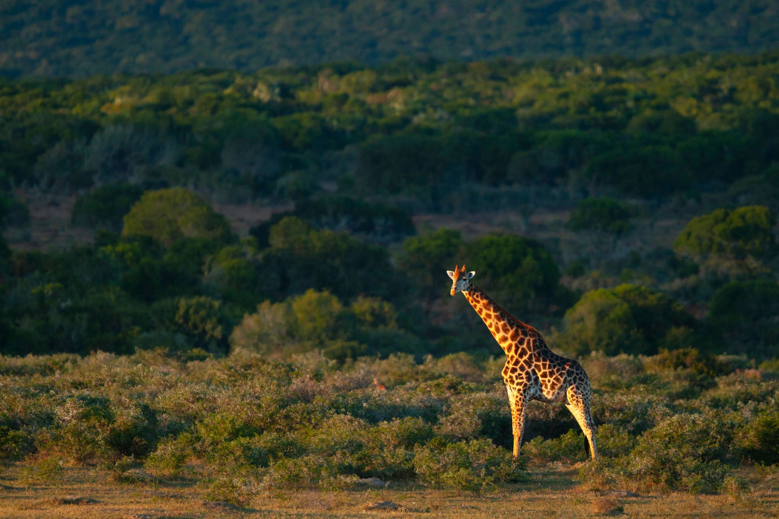 Giraffe (Giraffa giraffa), Kariega Game Reserve, South Africa